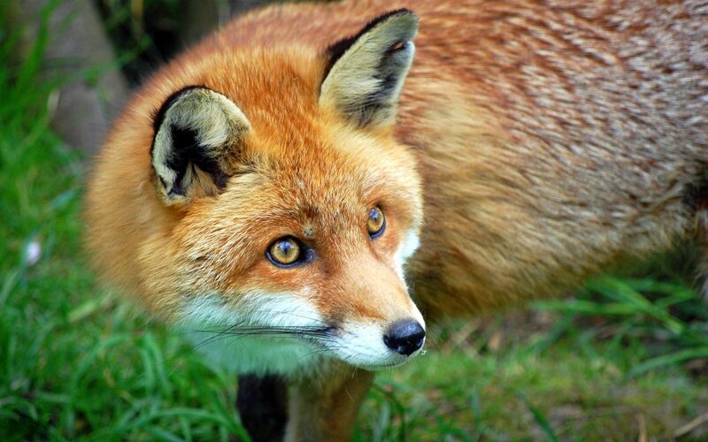 Red Fox in Grass — Orange, Alert, Afternoon, Photograph, Ears