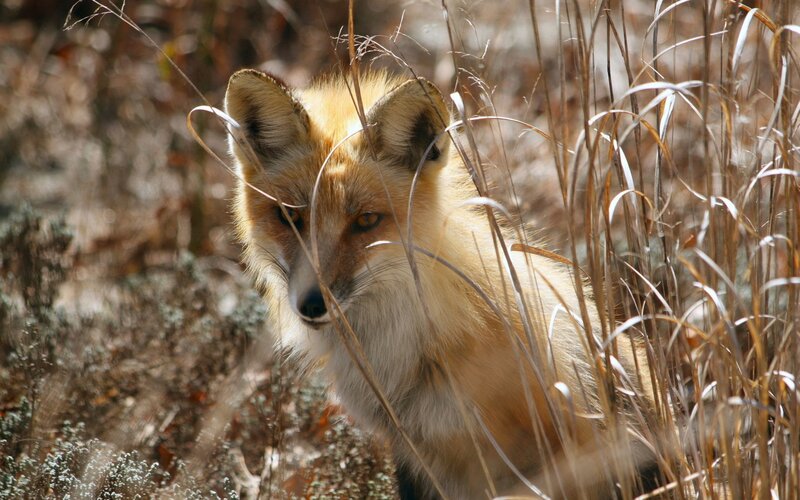 Red Fox in Grass — Orange, Alert, Afternoon, Photograph, Forest Floor