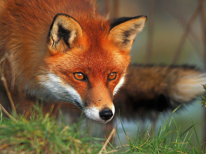 Red Fox in Grass — Orange, Alert, Afternoon, Photograph, Forest