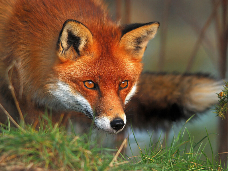 Red Fox in Grass — Orange, Alert, Afternoon, Photograph
