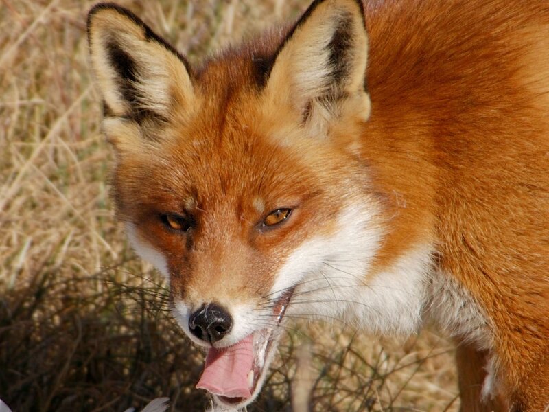 Red Fox in Grass — Orange, Alert, Afternoon, Photograph, Tongue, White