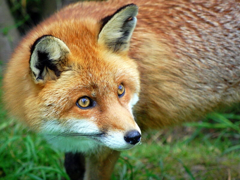 Red Fox in Grass — Orange, Alert, Afternoon