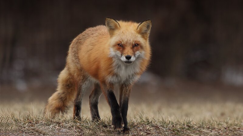 Red Fox in Grass — Orange, Alert, Autumn, Photograph, Forest