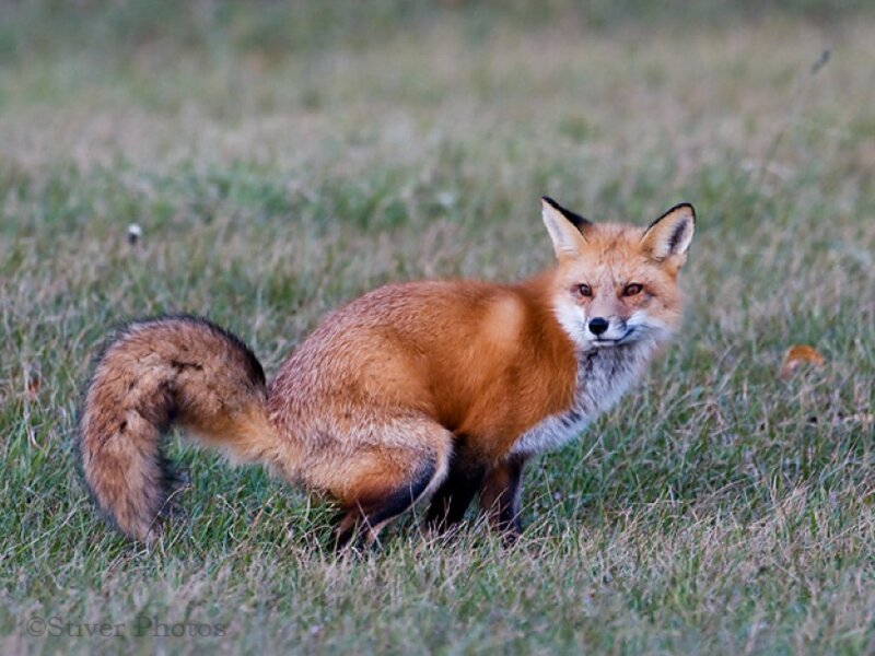 Red Fox in Grass — Orange, Alert, Autumn