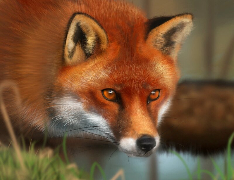 Red Fox in Grass — Orange, Alert, Digital Art, Eyes