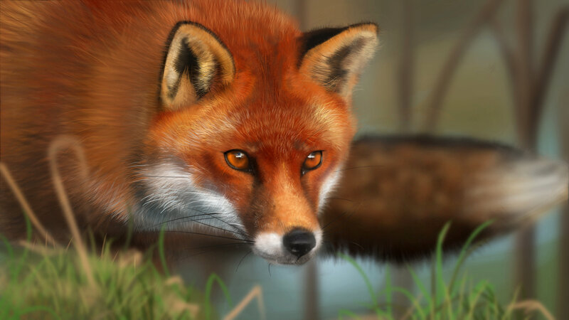 Red Fox in Grass — Orange, Alert, Digital Art