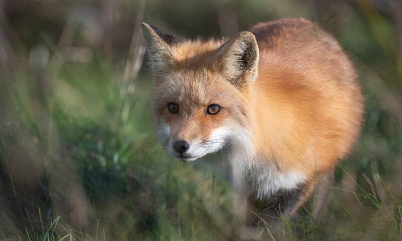 Red Fox in Grass — Orange, Alert, Morning