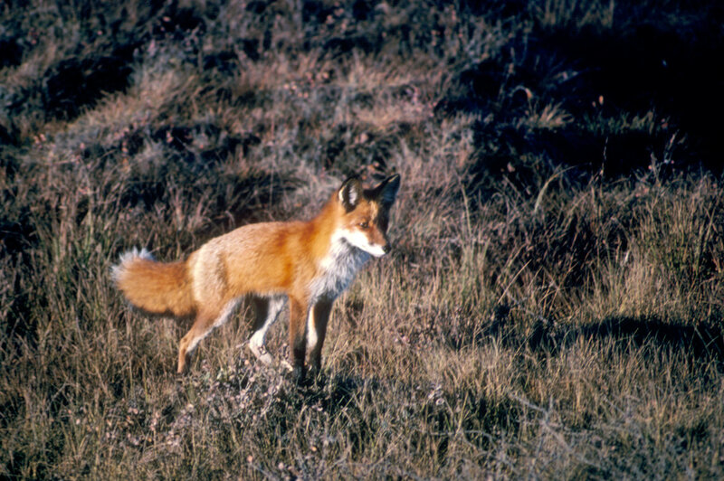 Red Fox in Grass — Orange, Alert