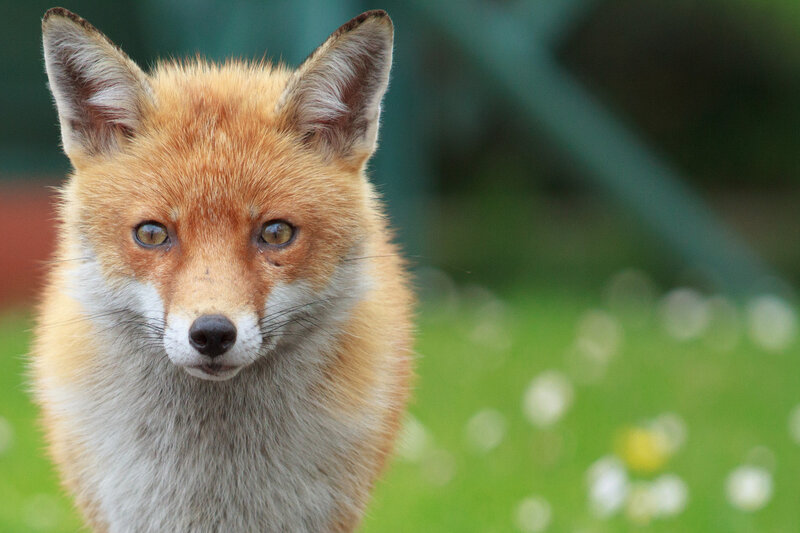 Red Fox in Grass — Orange, Calm, Afternoon, Photograph, Flowers, Ears