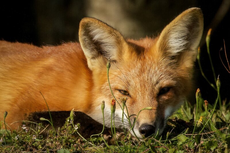 Red Fox in Grass — Orange, Calm, Afternoon, Photograph, Flowers, Sunlight