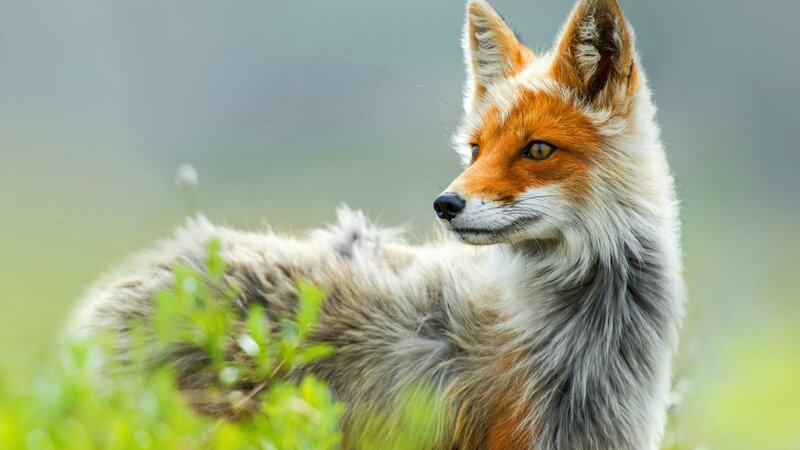Red Fox in Grass — Orange, Calm, Afternoon, Photograph