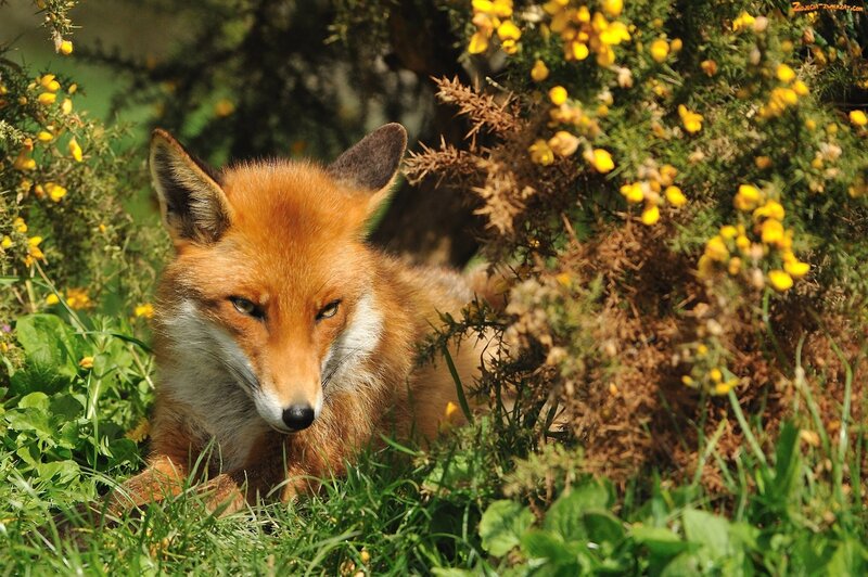 Red Fox in Grass — Orange, Calm, Afternoon, Photograph, Yellow Flowers