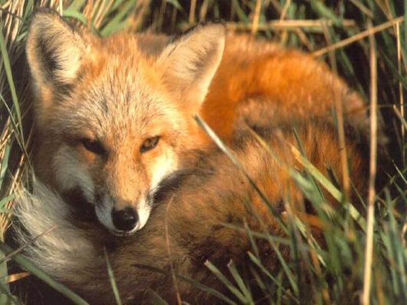 Red Fox in Grass — Orange, Calm, Afternoon