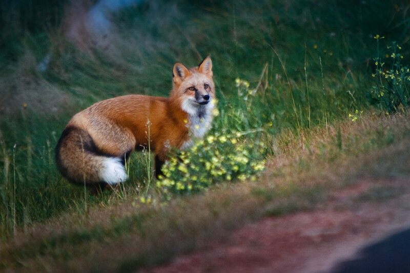 Red Fox in Grass — Orange, Calm, Sunset