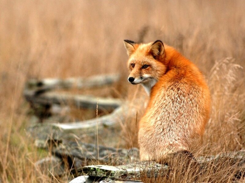 Red Fox in Grass — Orange, Calm
