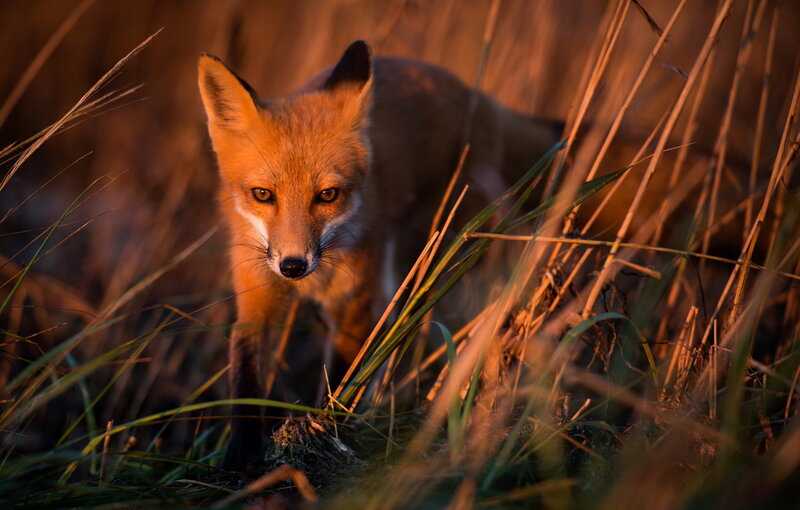 Red Fox in Grass — Orange, Dramatic