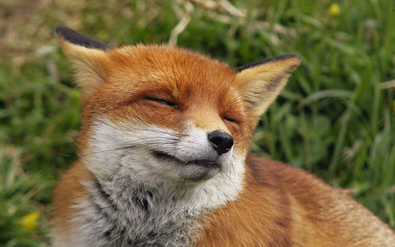 Red Fox in Grass — Orange, Peaceful