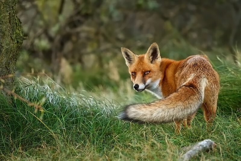 Red Fox in Grass — Orange