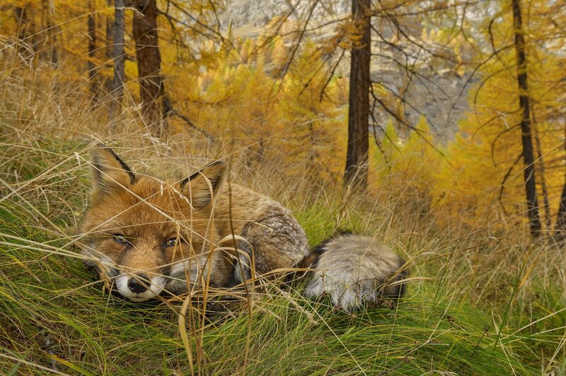 Red Fox in Grass — Yellow