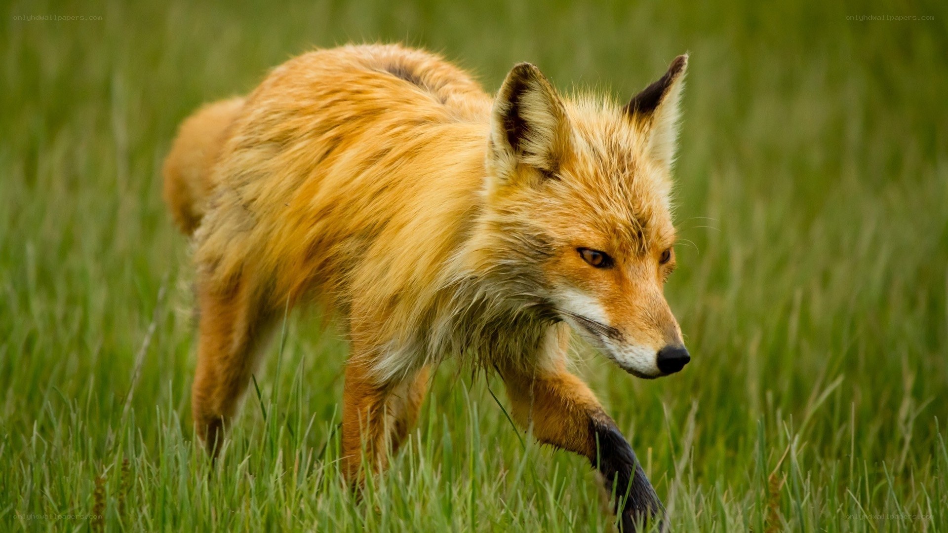 Red fox in grassy field