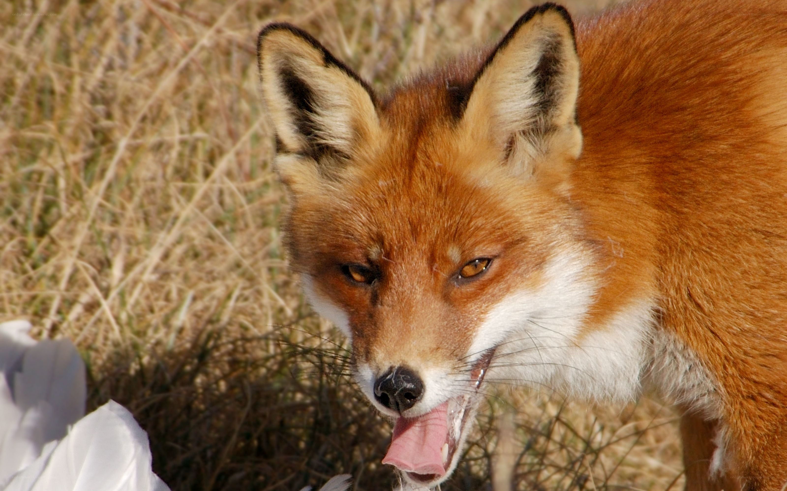 Red fox in grassy field