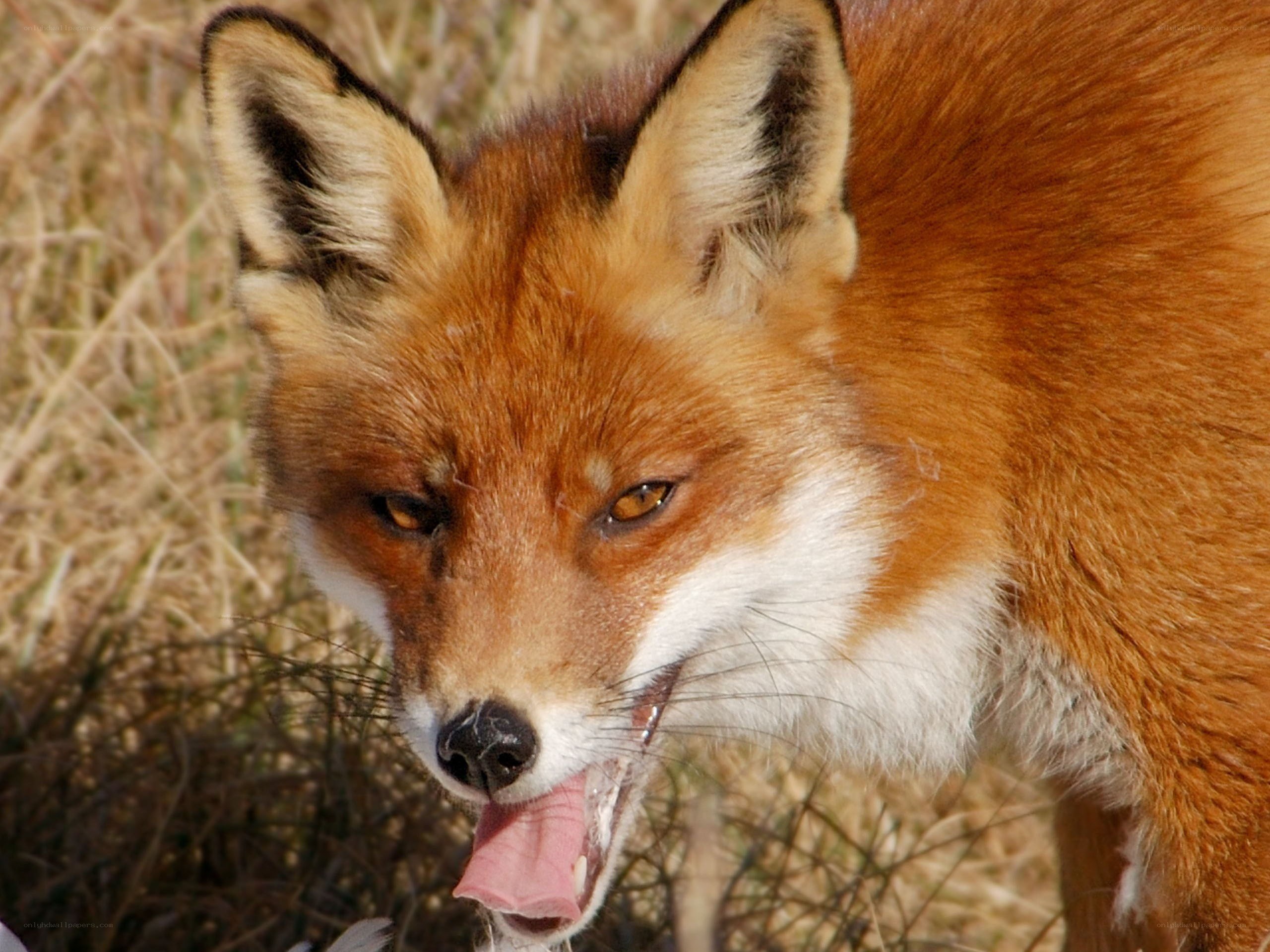 Red fox in grassy field