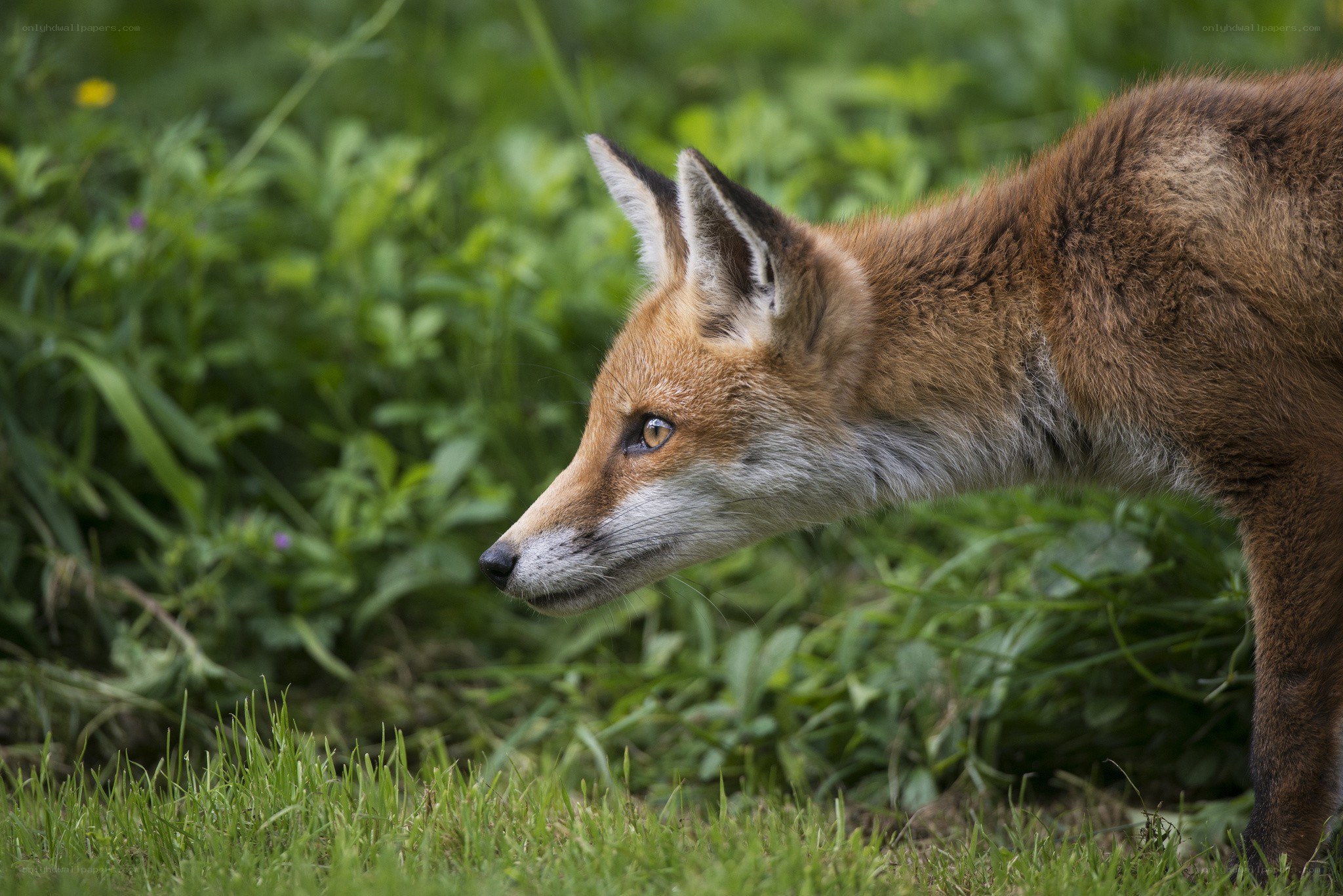 Red fox in grassy field