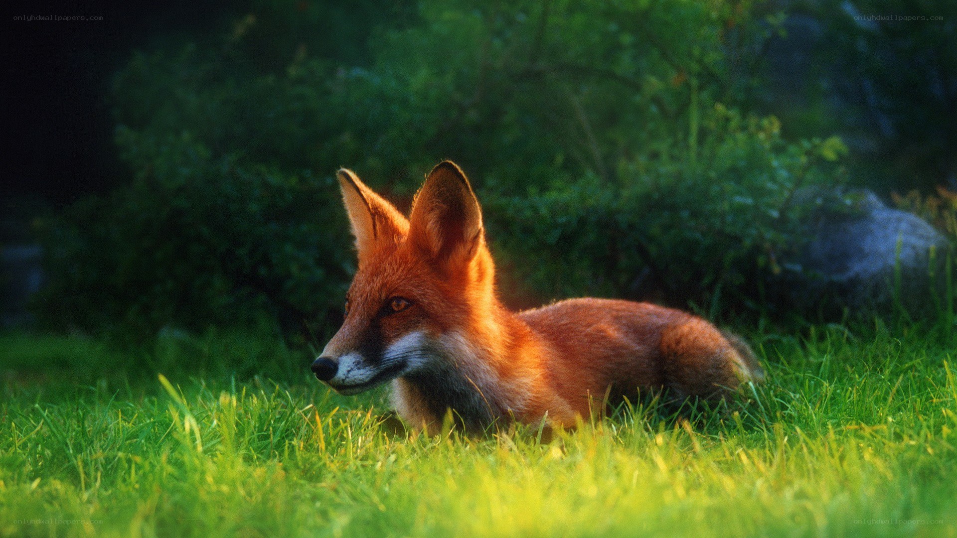 Red fox in grassy field