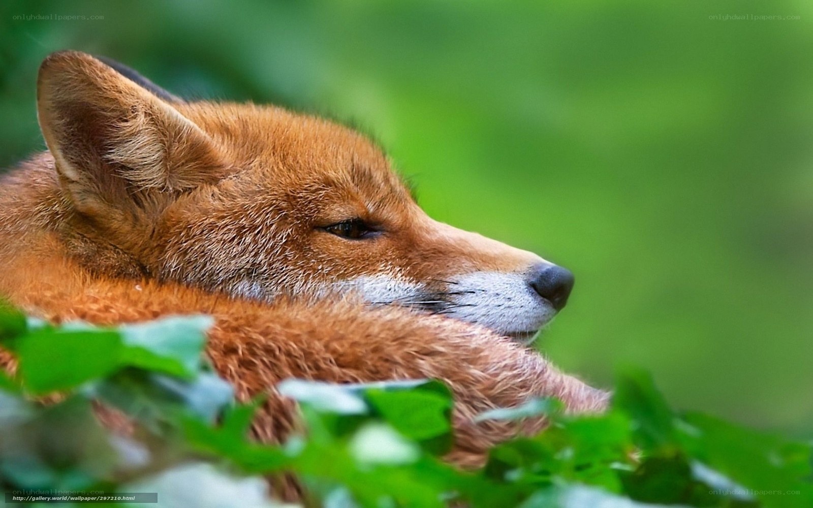 Red fox in green foliage