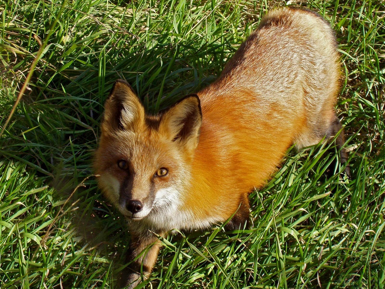 Red fox in green grass