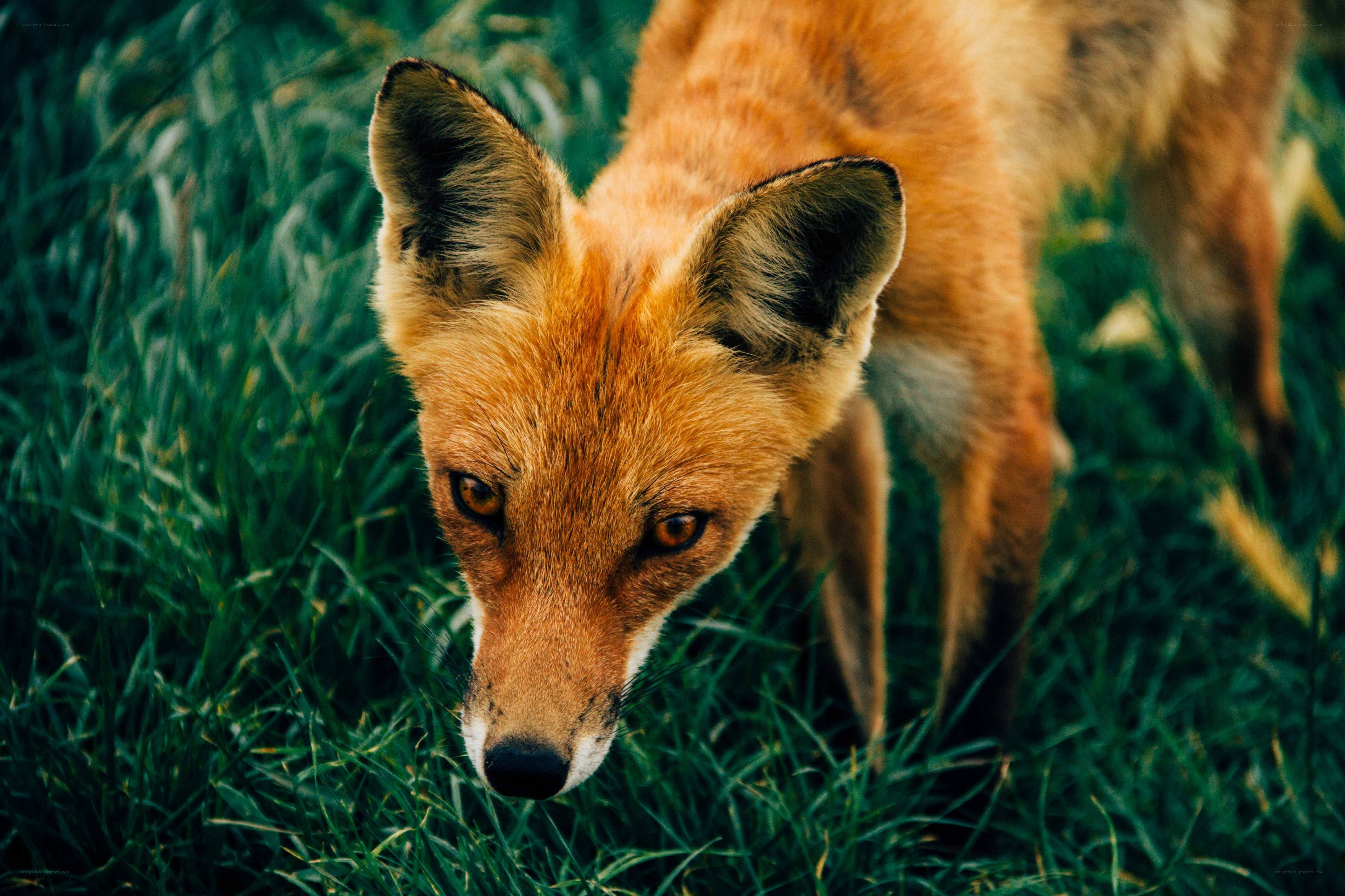 Red fox in green grass