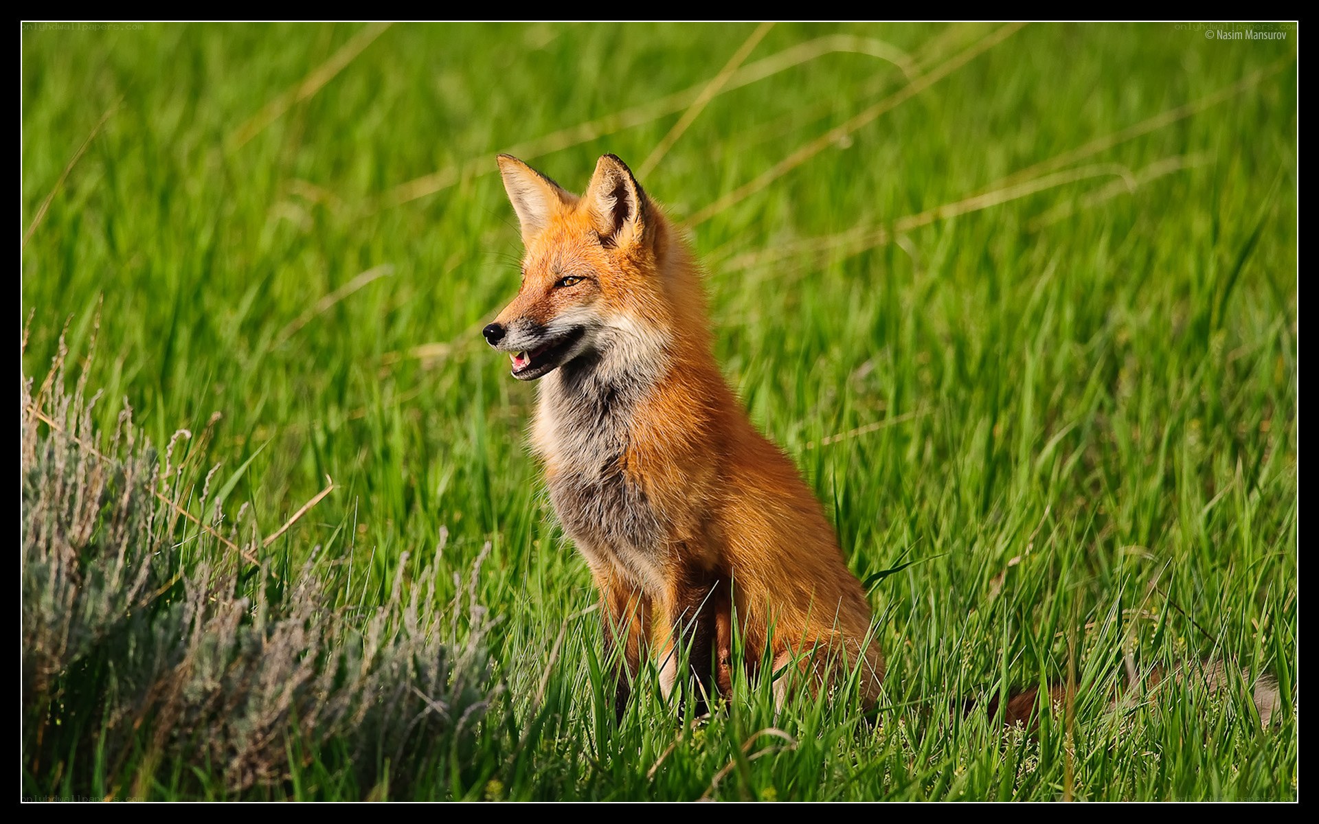 Red fox in green grass