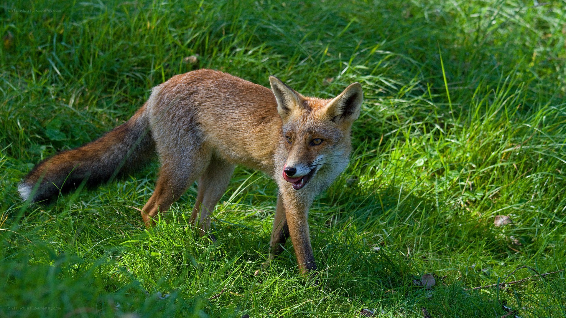 Red fox in green grass