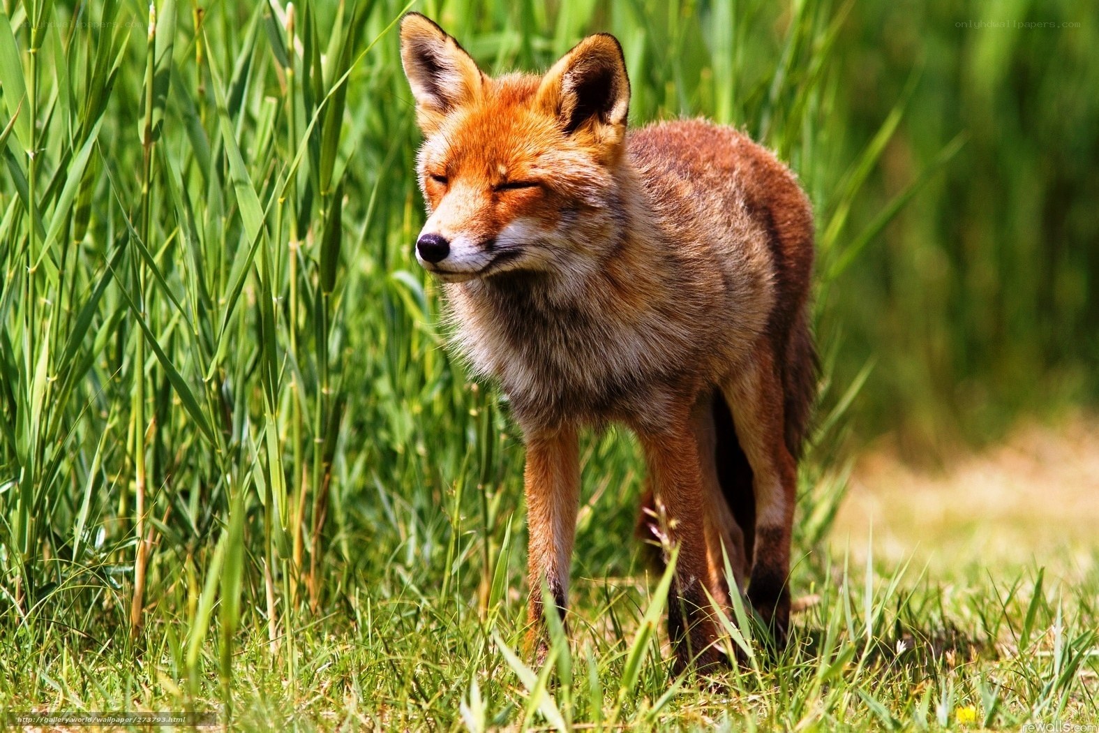 Red fox in green grass