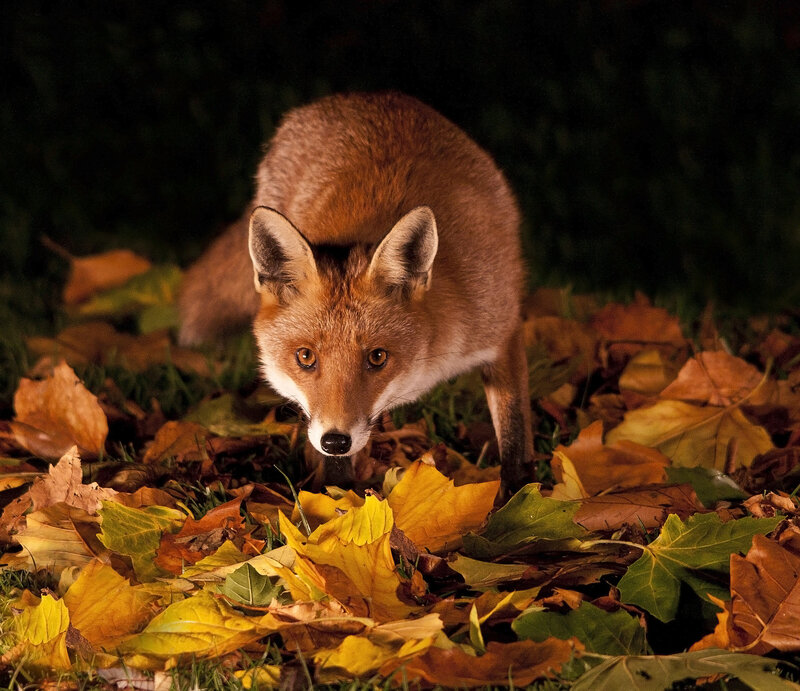 Red Fox in Leaves
