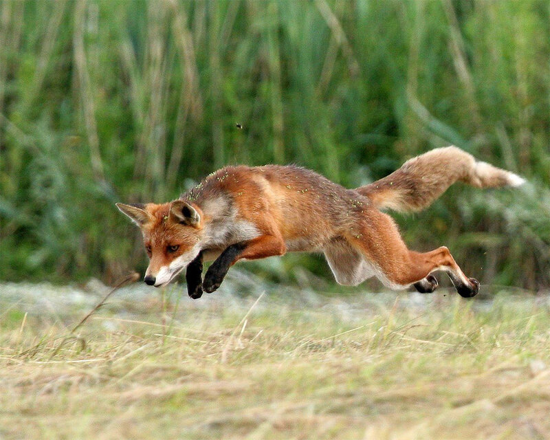 Red fox in mid-leap
