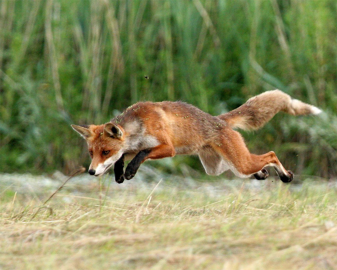 Red fox in mid-leap