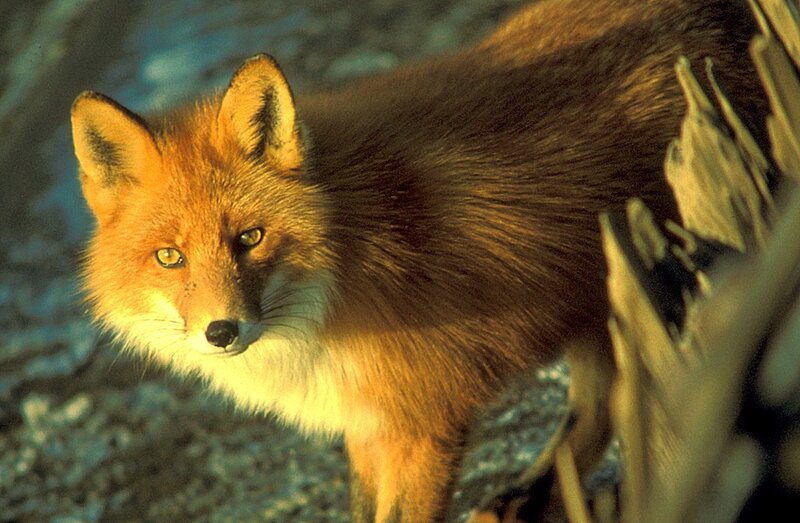 Red fox in natural habitat