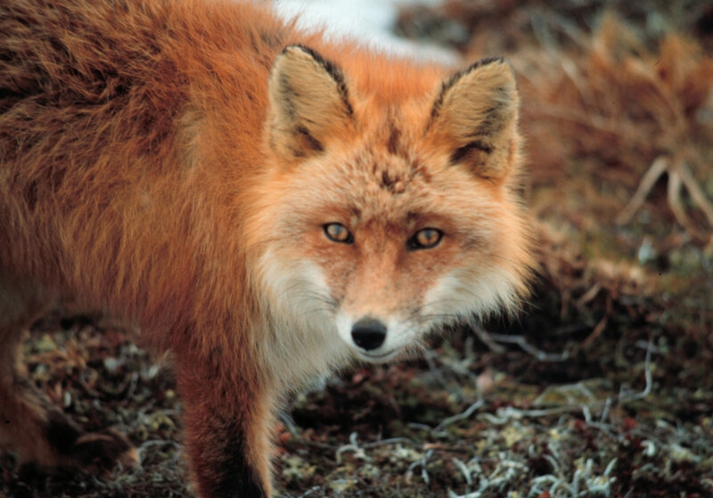 Red fox in natural habitat