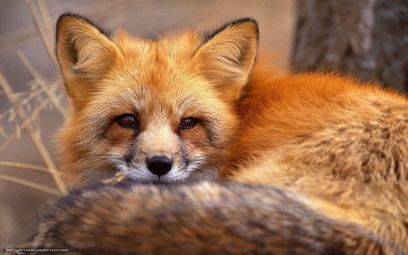 Red fox in natural habitat