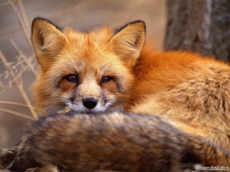 Red fox in natural setting