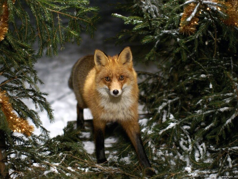 Red Fox in Pine Branches