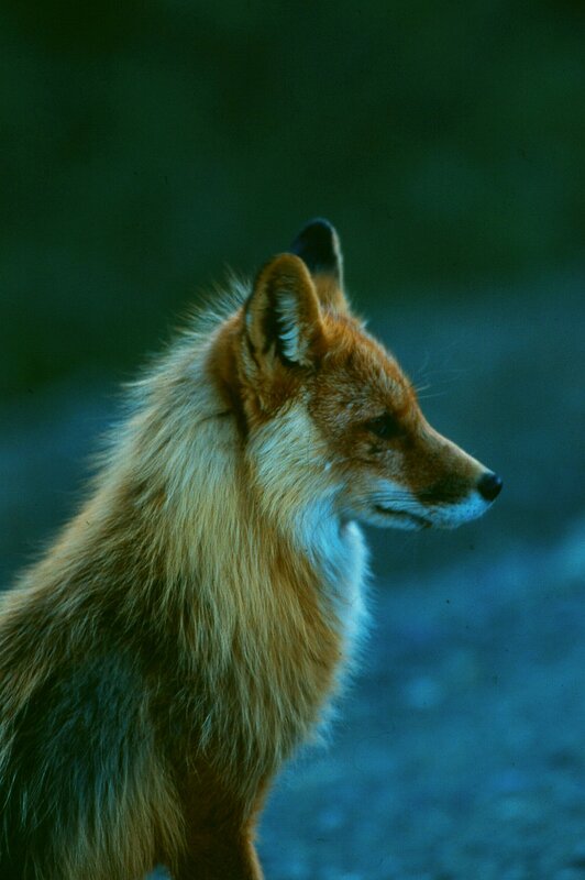 Red fox in profile
