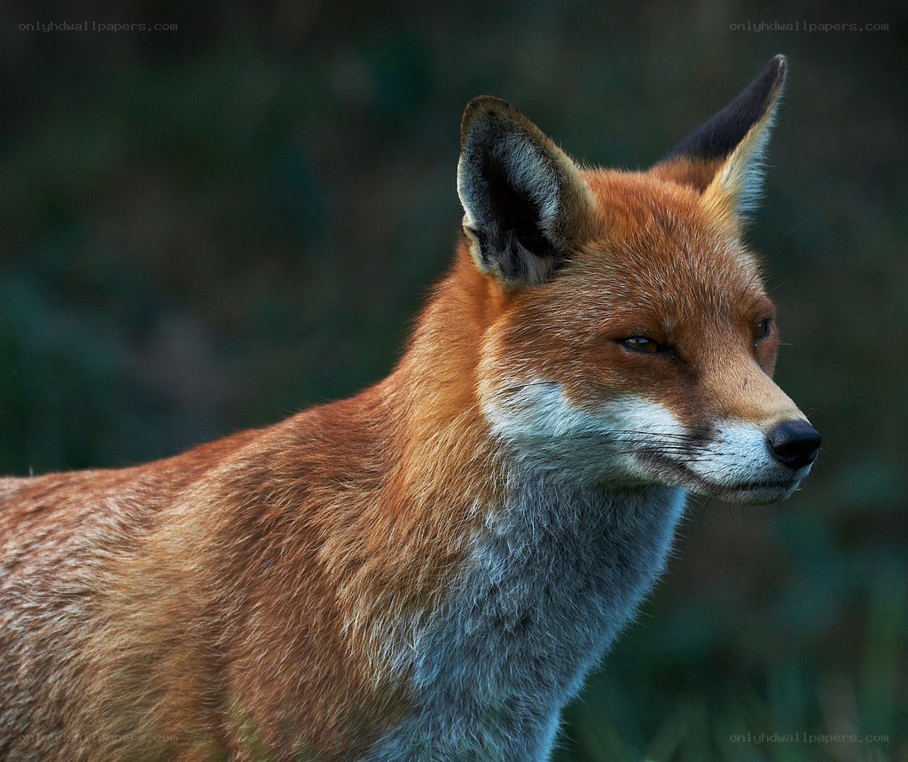 Red fox in profile
