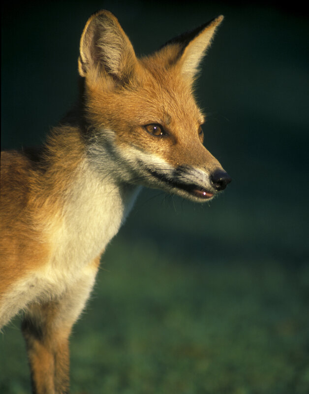 Red fox in profile