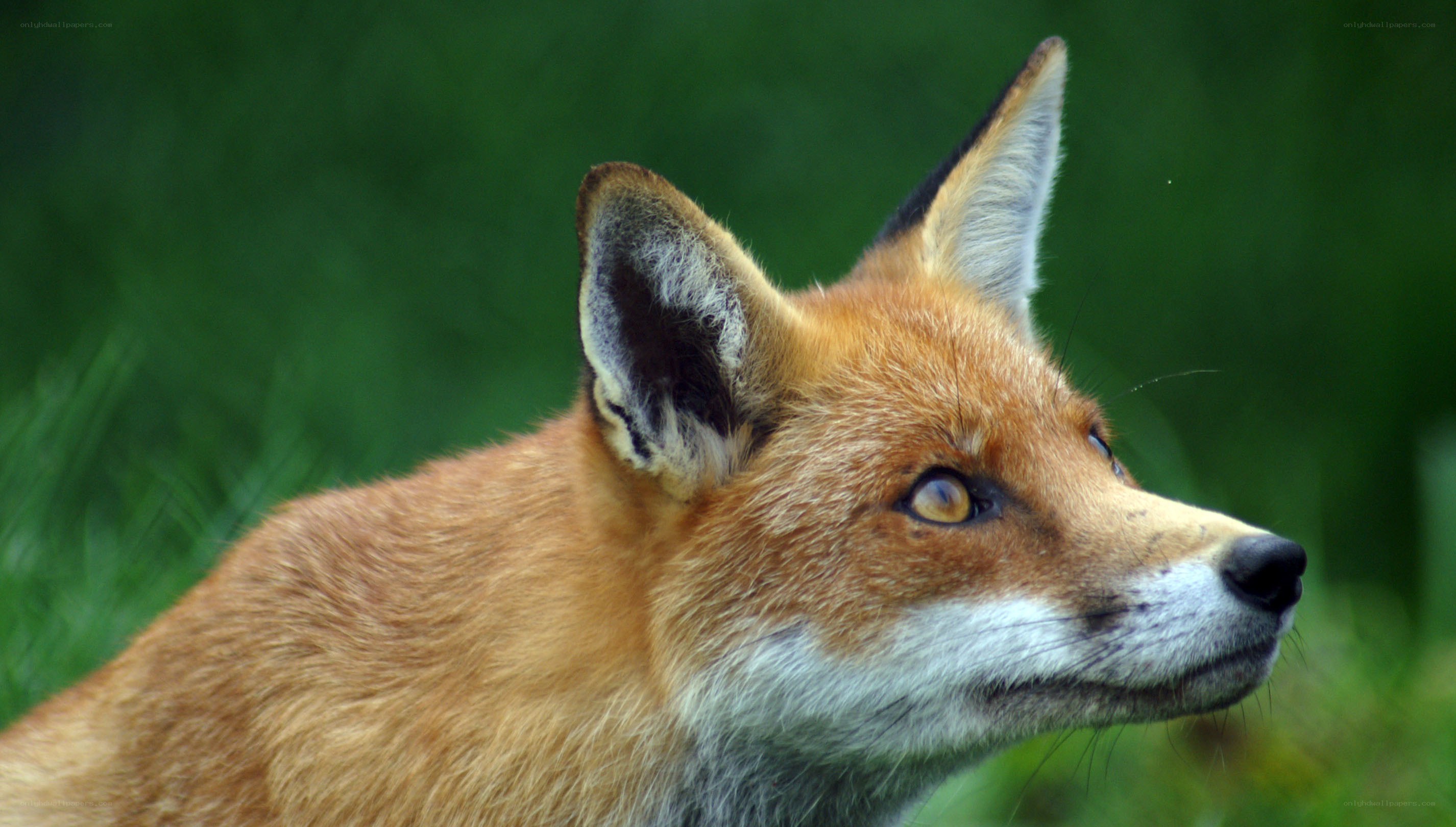 Red fox in profile