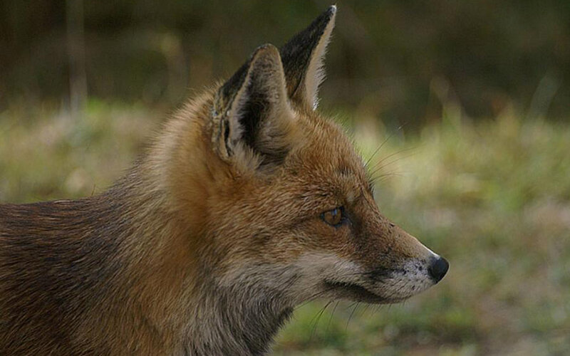 Red fox in profile