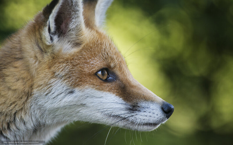 Red Fox in Profile — Brown, Calm