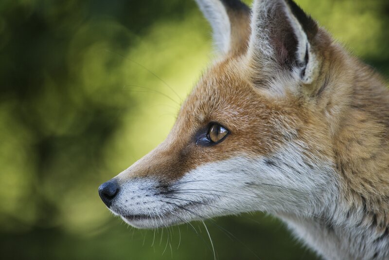 Red Fox in Profile — Brown