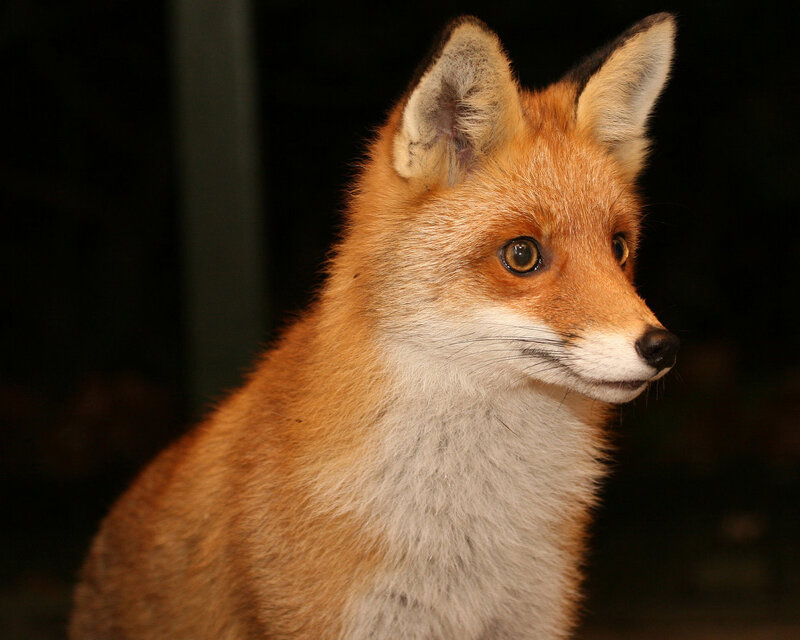 Red Fox in Profile — Orange, Alert, Night